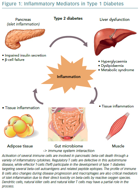 waarschijnlijk Zakenman over het algemeen The Role of Inflammation in Diabetes: Current Concepts and Future  Perspectives | ECR Journal