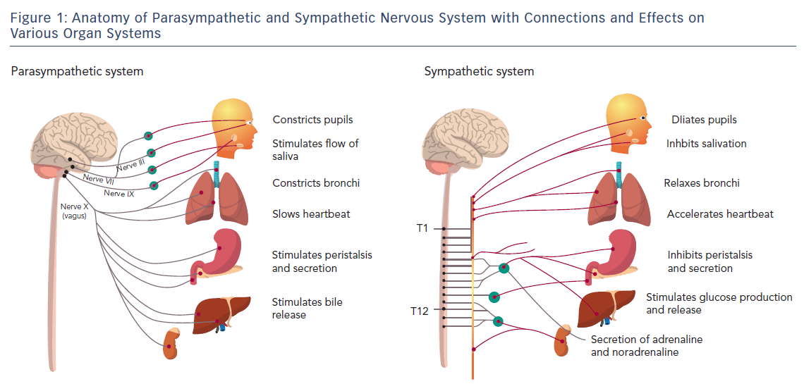 Figure 1 Anatomy Of Parasympathetic And Sympathetic Nervous System 