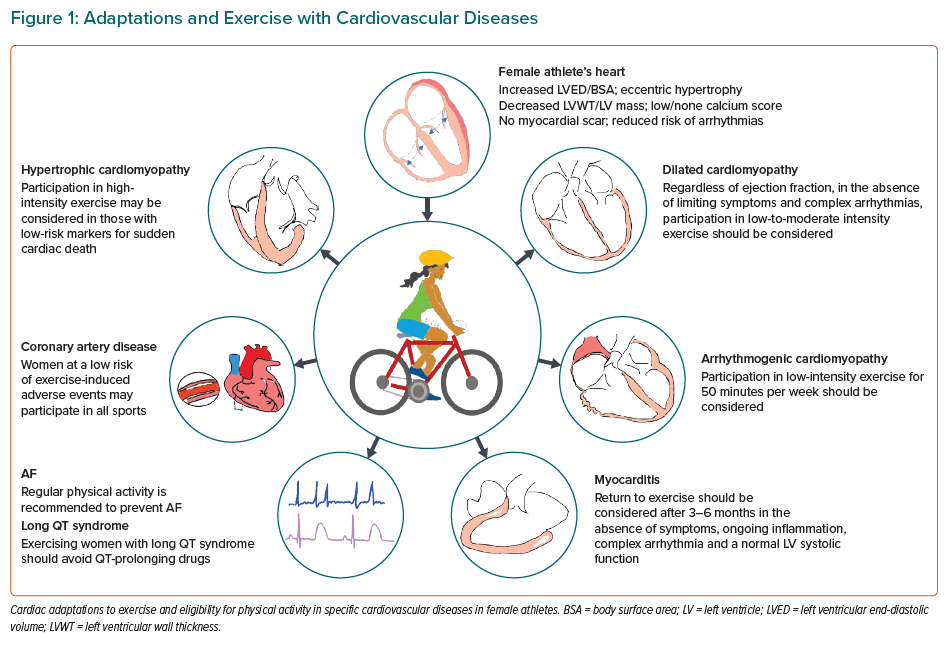 The Female Athlete’s Heart: Overview And Management Of Cardiovascular ...