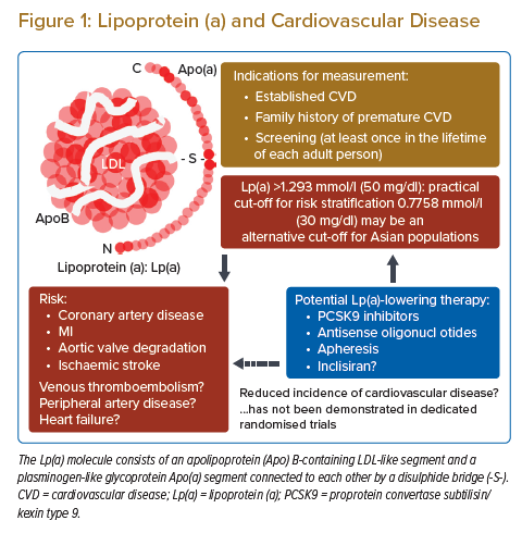 Lipoprotein (a) And Cardiovascular Disease | Radcliffe Cardiology