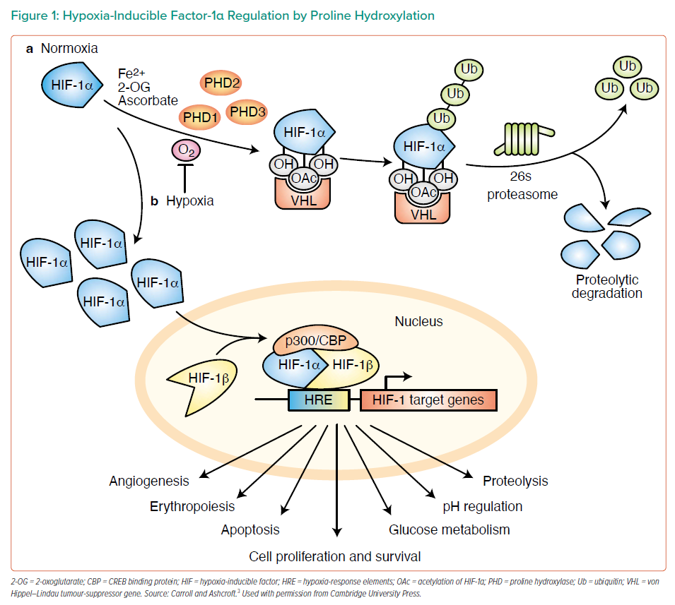 Hypoxia-Inducible Factor-1α Regulation By Proline Hydroxylation ...