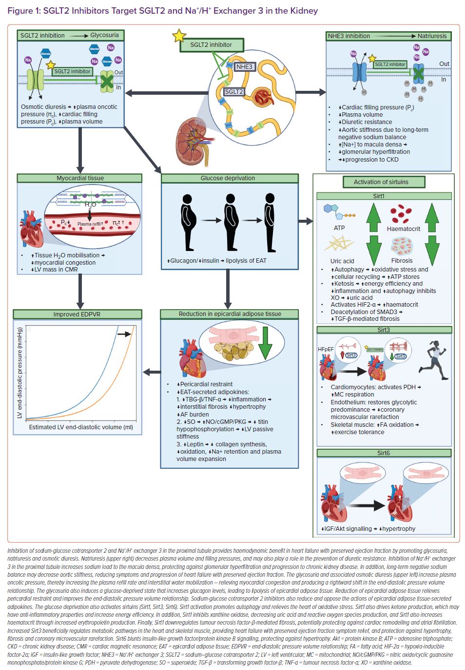 SGLT2 Inhibitors Target SGLT2 And Na+ /H+ Exchanger 3 In The Kidney ...