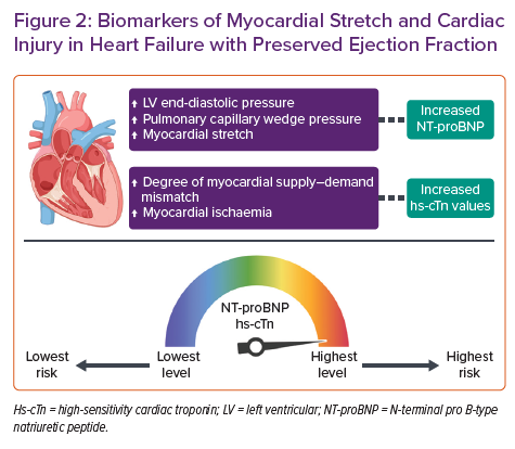 Biomarkers Of Myocardial Stretch And Cardiac Injury In Heart Failure ...