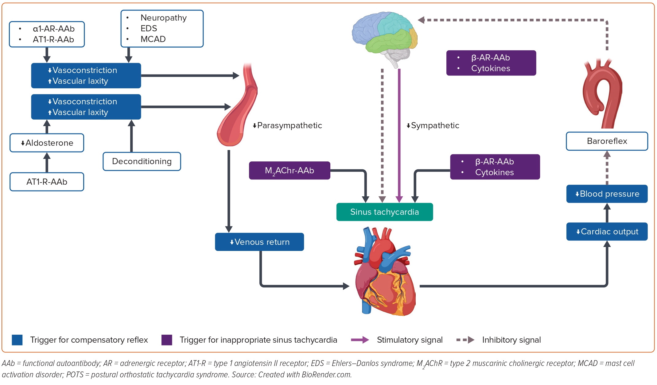 Figure 1: Mechanisms of Postural Tachycardia in POTS | Radcliffe Cardiology