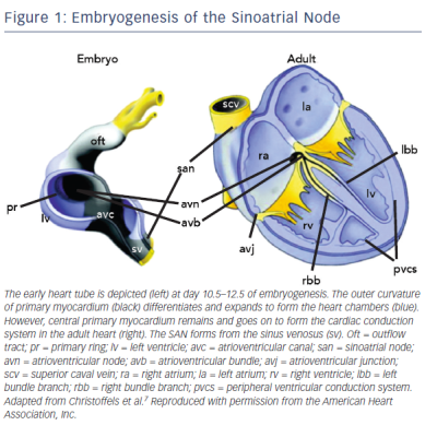 Figure 1 Embryogenesis of the Sinoatrial Node