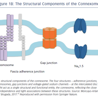 The Structural Components Of The Connexome