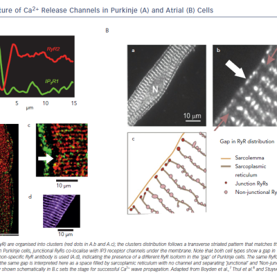 Figure 2 Architecture of Ca2 Release Channels in Purkinje A and Atrial B Cells
