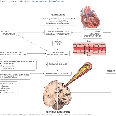 Figure-2-Pathogenic-links-of-heart-failure-and-cognitive-dysfunction