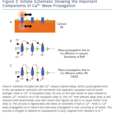 Figure 3 Simple Schematic Showing the Important Components of Ca2 Wave Propagation