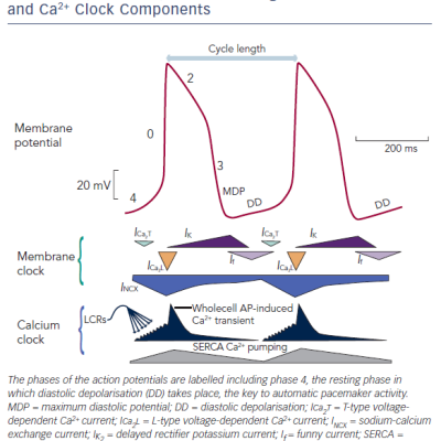 Figure 4 Typical Sinoatrial Node Membrane Action Potentials Red Trace and the Timing of Membrane Clock and Ca2 Clock Components