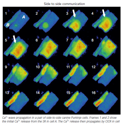 Figure 7 Intercellular Ca2 Wave Propagation