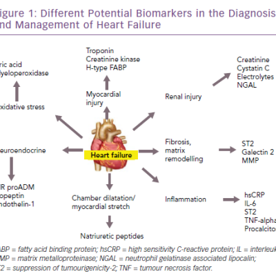 Different Potential Biomarkers in the Diagnosis and Management of Heart Failure
