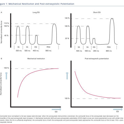 Figure 1 Mechanical Restitution and Post-extrasystolic Potentiation