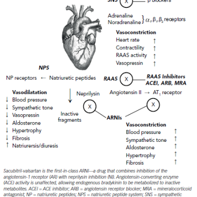 Figure 1 Neurohormal Systems in Heart Failure