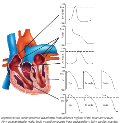 Figure 1 Schematic Representation of the Electrophysiological Properties of Different Regions in the Heart