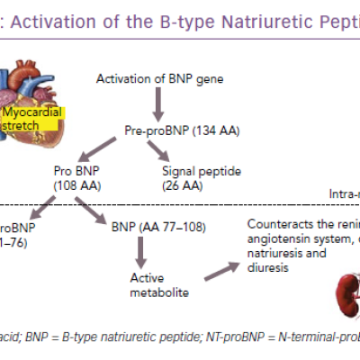 Figure 2 Activation of the B-type Natriuretic Peptide