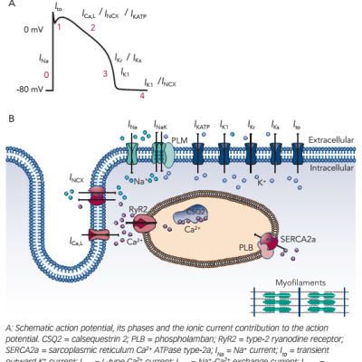 Figure 2 Key Ion Currents Shaping the Cardiac Action Potential