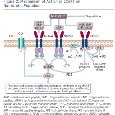 Figure 2 Mechanism of Action of LC696 on Natriuretic Peptides