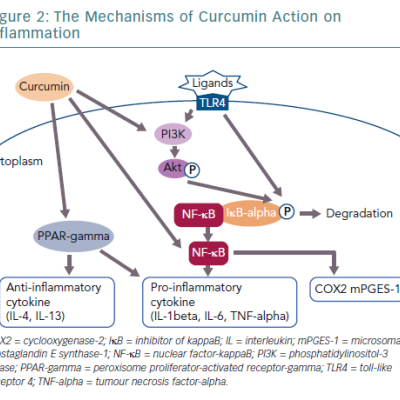 The Mechanisms of Curcumin Action on Inflammation