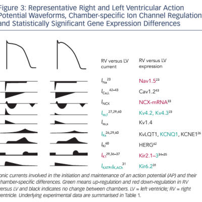 Figure 3 Representative Right and Left Ventricular Action Potential Waveforms Chamber-specific Ion Channel Regulation and Statistically Significant Gene Expression Differences