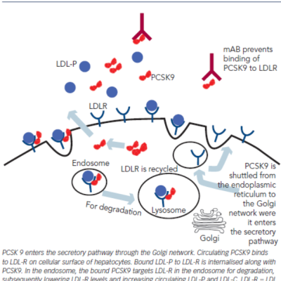 Figure 1 PCSK9 LDL-P and LDL-R Cellular Metabolism