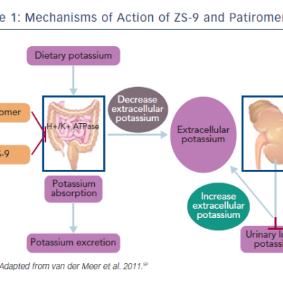 Figure 1 Mechanisms of Action of ZS-9 and Patiromer