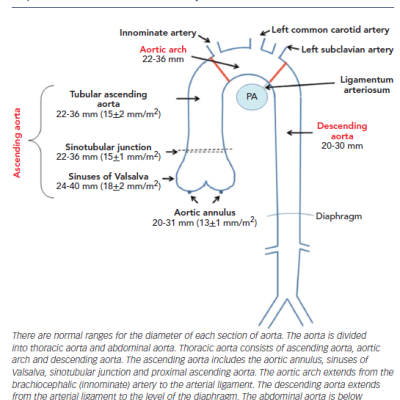 Figure 2 Diagram of Ascending and Descending Aorta with Expected Diameters in Healthy Adults