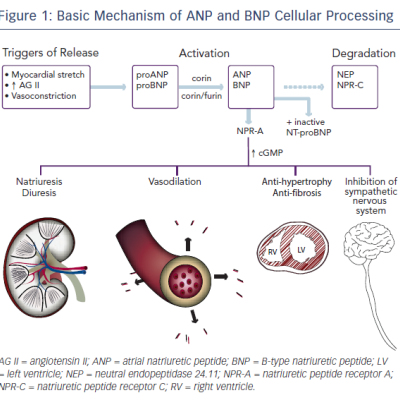 Basic Mechanism of ANP and BNP Cellular Processing