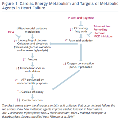 Cardiac Energy Metabolism and Targets of Metabolic Agents in Heart Failure