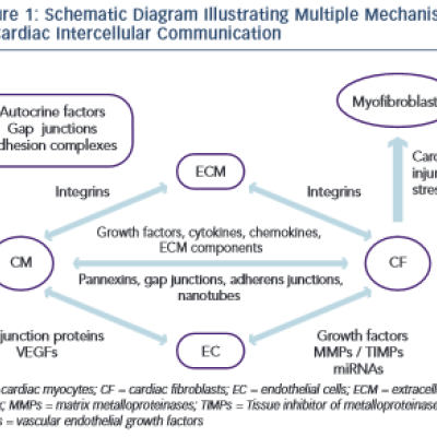 Illustrating Multiple Mechanisms of Cardiac Intercellular Communication