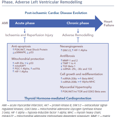 Figure 1 A Synopsis of the Thyroid Hormone-mediated Cardioprotection
