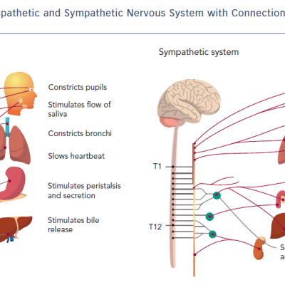 Figure 1 Anatomy of Parasympathetic and Sympathetic Nervous System with Connections and Effects on Various Organ Systems