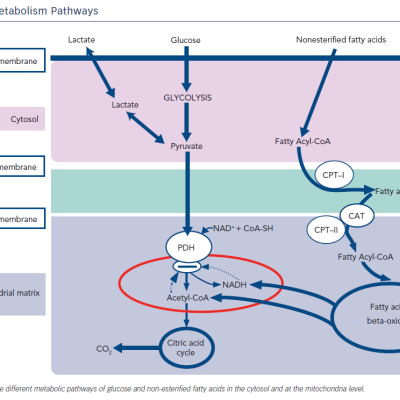 Figure 1 Cardiac Metabolism Pathways