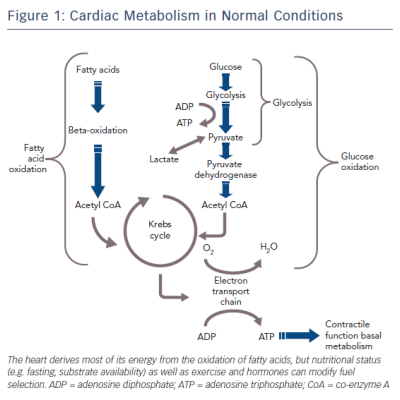Figure 1 Cardiac Metabolism in Normal Conditions