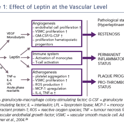Figure 1 Effect of Leptin at the Vascular Level