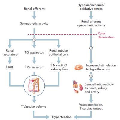 Physiology of Renal Sympathetic Control