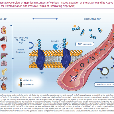 Schematic Overview of Neprilysin