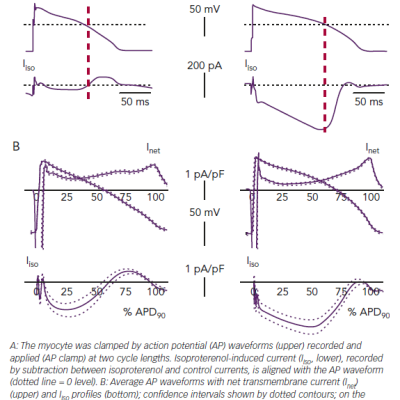 Steady-state Cycle Length-dependency of Adrenergically Induced Current in Guinea Pig Ventricular Myocytes