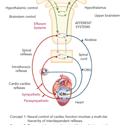 Figure 1 Structural and Functional Organisation of the Cardiac Autonomic Nervous System