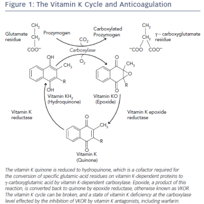 Figure 1 The Vitamin K Cycle and Anticoagulation