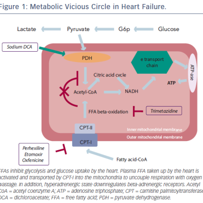Metabolic Vicious Circle in Heart Failure