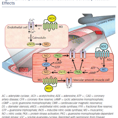 Figure 2 Acetylcholine and Adenosine Coronary Vascular Effects