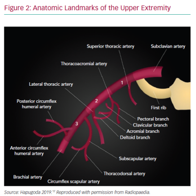 Anatomic Landmarks of the Upper Extremity