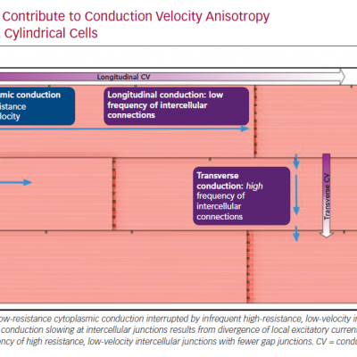 Cellular Features that Contribute to Conduction Velocity Anisotropy in Myocardial Tissue with Long Cylindrical Cells