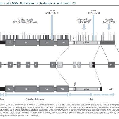 Figure 2 Distribution of LMNA Mutations in Prelamin A and Lamin C16