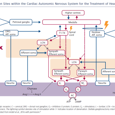 Figure 2 Intervention Sites within the Cardiac Autonomic Nervous System for the Treatment of Heart Failure