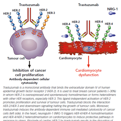 Figure 2 Mechanism of Action of Trastuzumab and Pathogenesis of its Cardiotoxicity