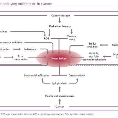 Mechanisms Underlying Incident HF in Cancer