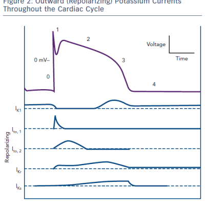 Figure 2 Outward Repolarizing Potassium Currents Throughout the Cardiac Cycle