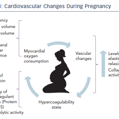 Figure 3 Cardiovascular Changes During Pregnancy